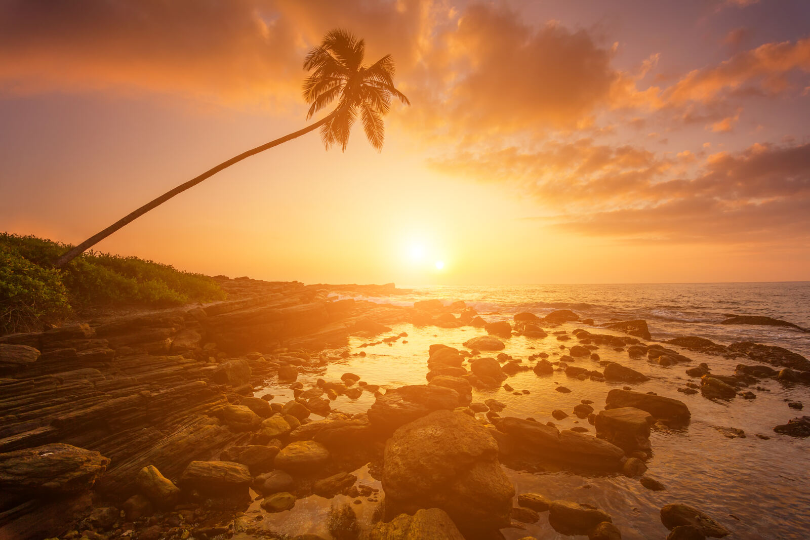 Lone palm tree on the beach at sunset