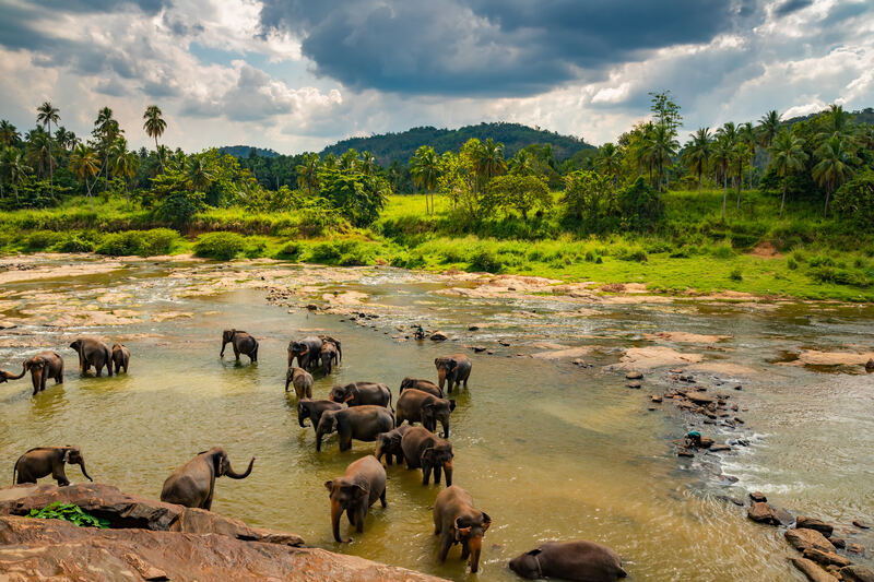 Elephant herd in the river