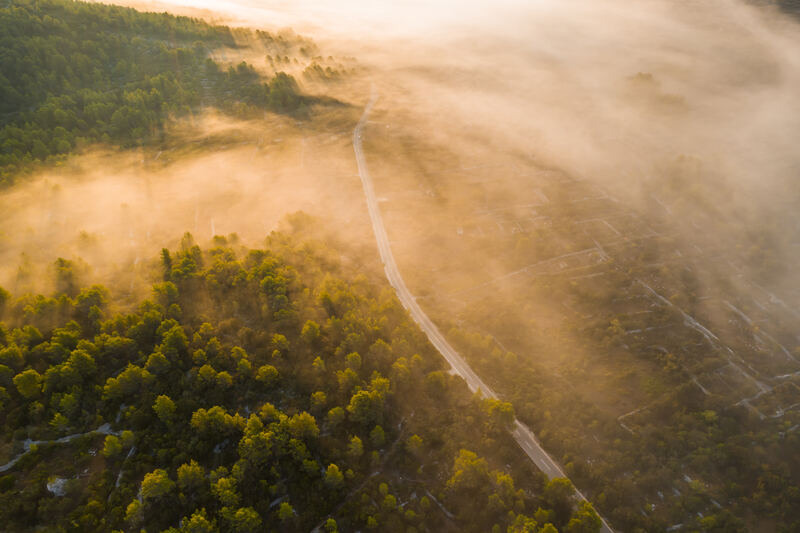 Dreamy forest landscape in golden light