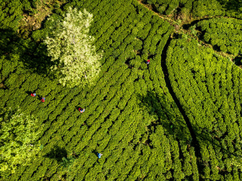 Tea plantations from above