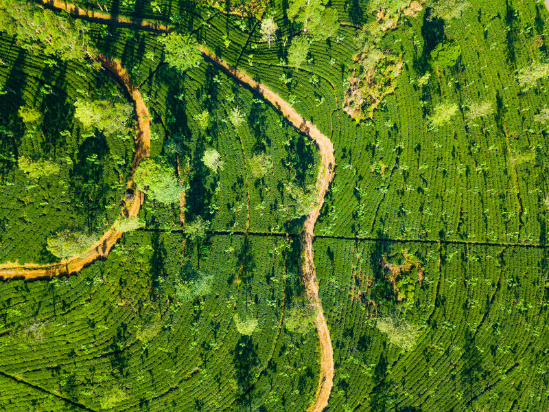 Misty tea plantations from above