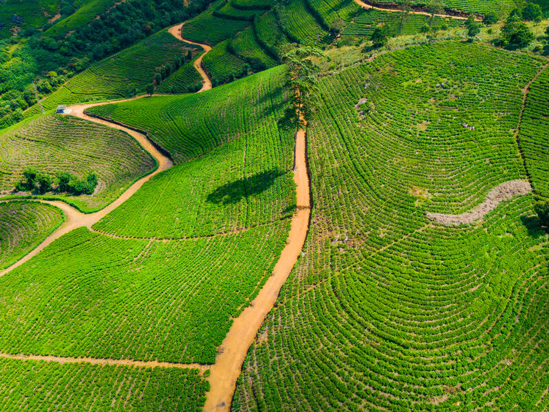 Tea plantation in morning mist