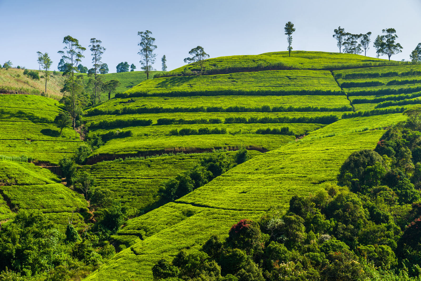 Green tea fields in the mountains of Sri Lanka