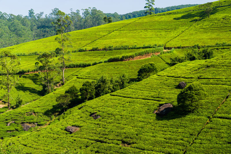 Sweeping tea terraces in the mountains