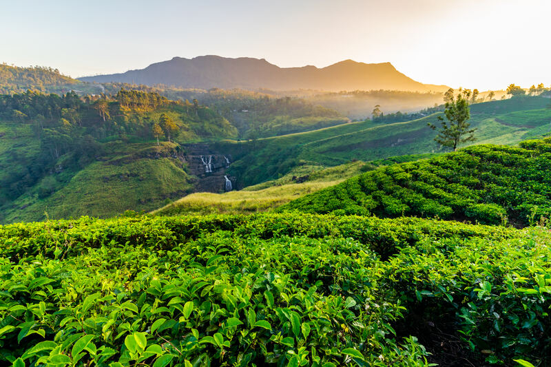 St. Claire Waterfall with tea plantations