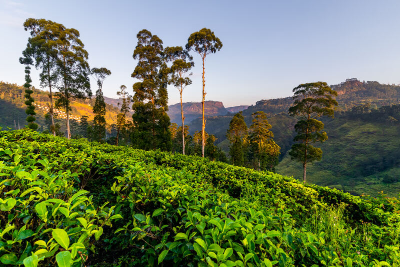 Tea plantation and St. Claire Waterfall at sunrise