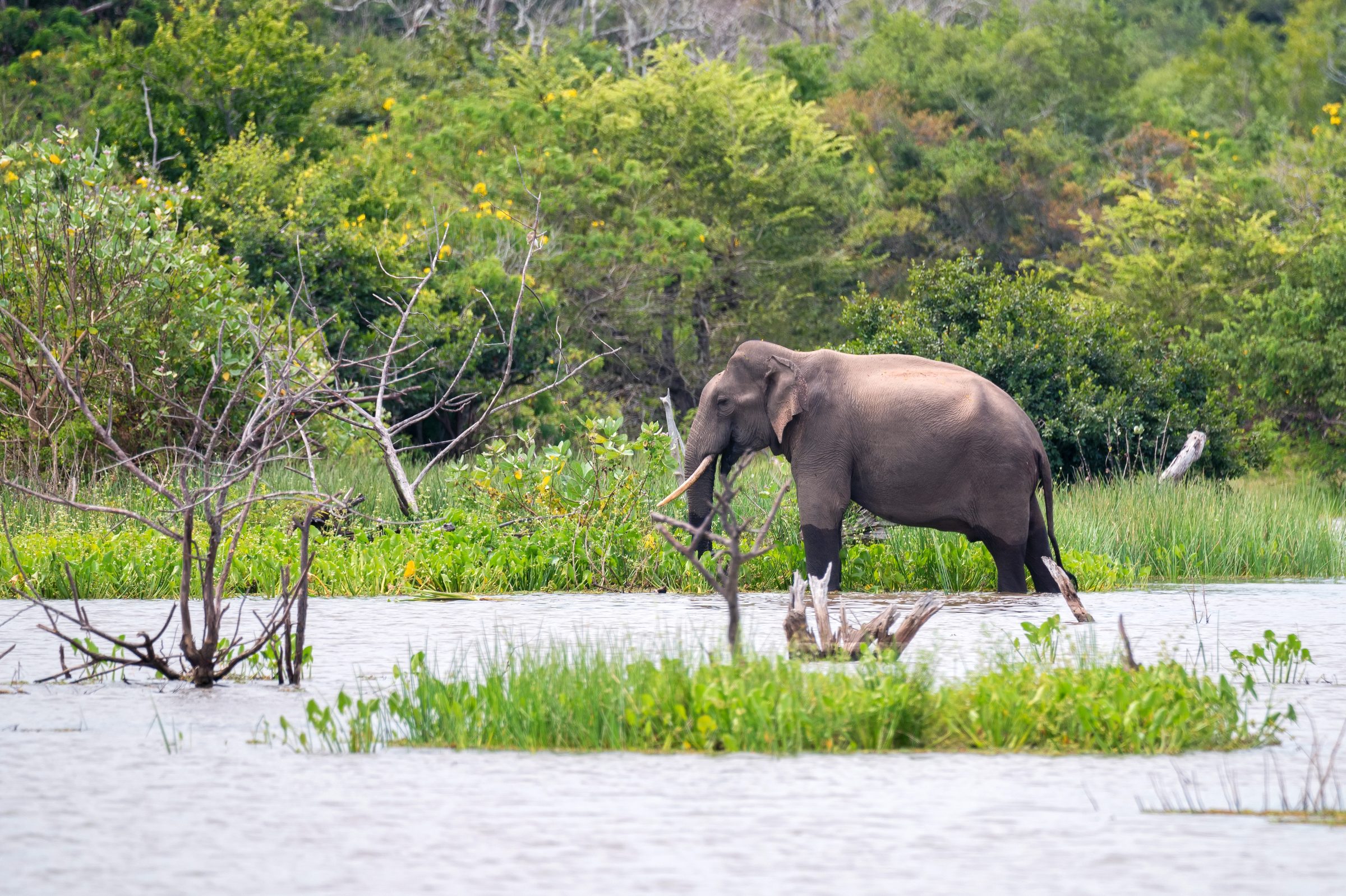 Elephant wading through wetlands in Sri Lanka