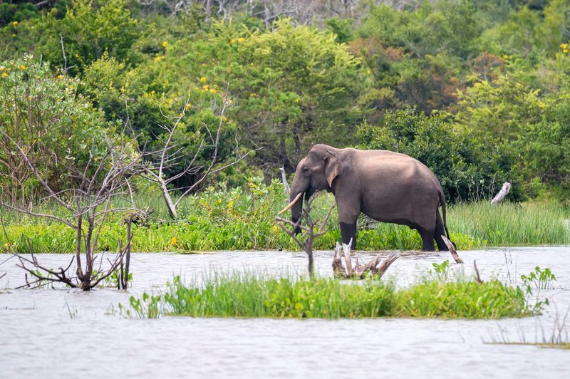 Elephant wading through wetlands in Sri Lanka