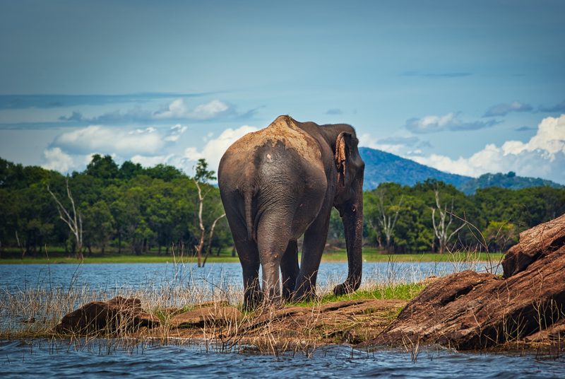 Wild elephant by a waterhole in Yala National Park