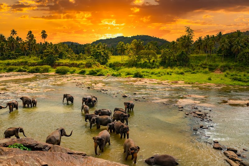 Elephant herd bathing in the river at sunset, Pinnawala