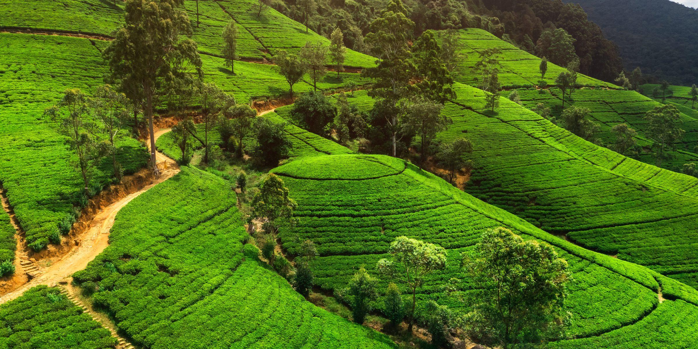 Aerial view of lush tea plantations in the highlands