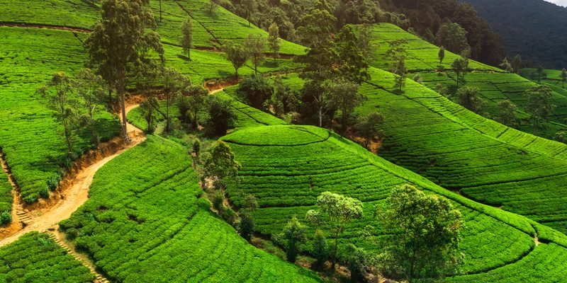Aerial view of lush tea plantations in the highlands