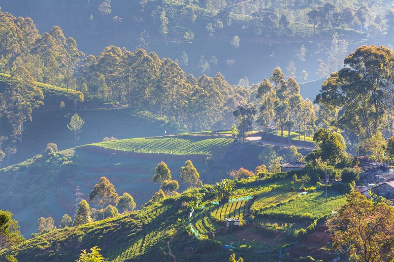 Tea hills in morning light, Sri Lanka's highlands